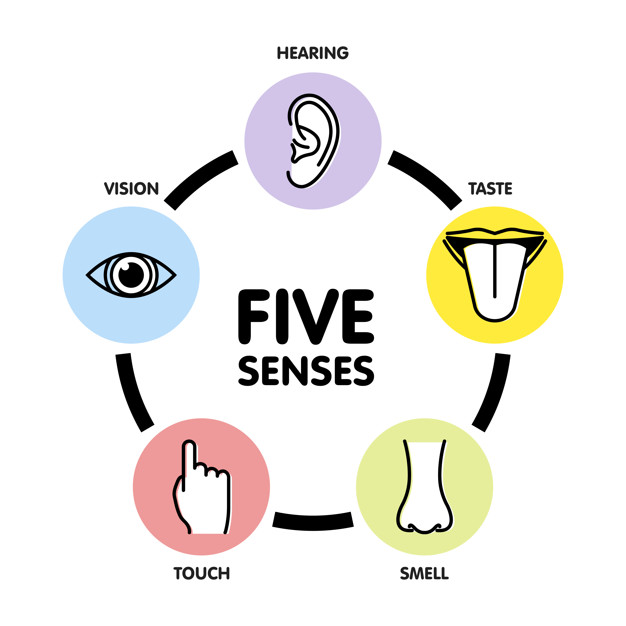 Five senses